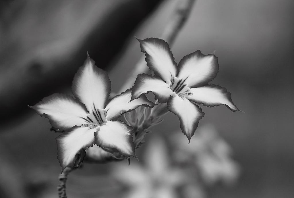 Villa Impala Lily à Marloth Park Extérieur photo